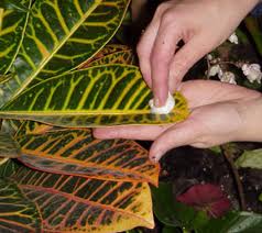 Consejos para conservar las plantas de interior en primavera