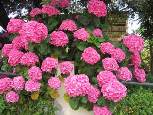 La Hortensia