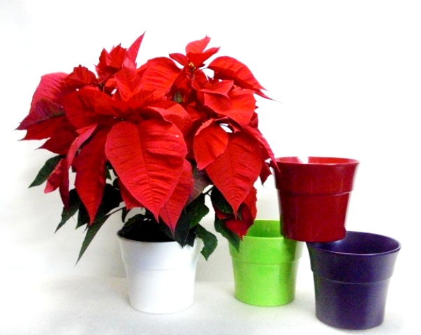¡La Flor de Pascua vuelve por Navidad!