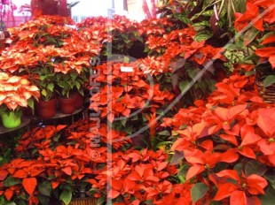 Flores de Pascua en nuestra tienda online
