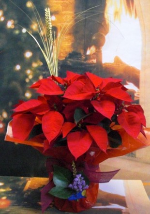 Flor de Pascua. Llega Diciembre, las flores de Navidad vuelven a casa…