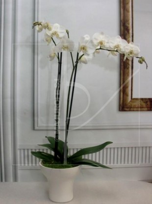 Cómo cuidar las orquídeas. Su reproducción
