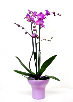Cuidados de orquídea phalenopsis