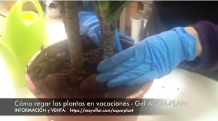 Cómo regar las plantas en vacaciones