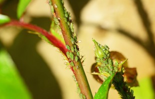Cómo eliminar los pulgones de tus plantas