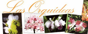 Todo sobre las Orquídeas. El regalo perfecto para Pilar