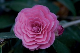 La presencia de las flores en la literatura: Las camelias