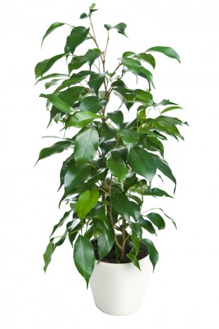 El Ficus y sus cuidados