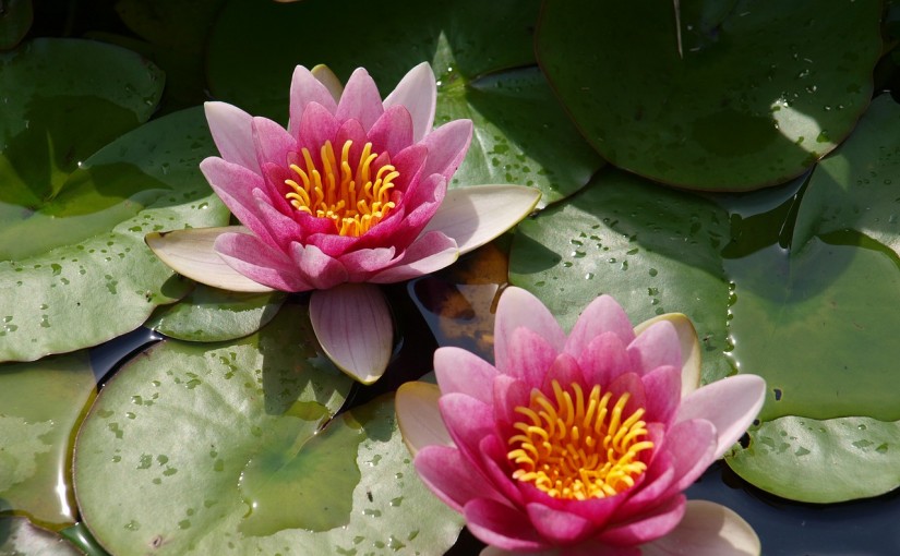 Plantas acuáticas, perfectas para interior y exterior
