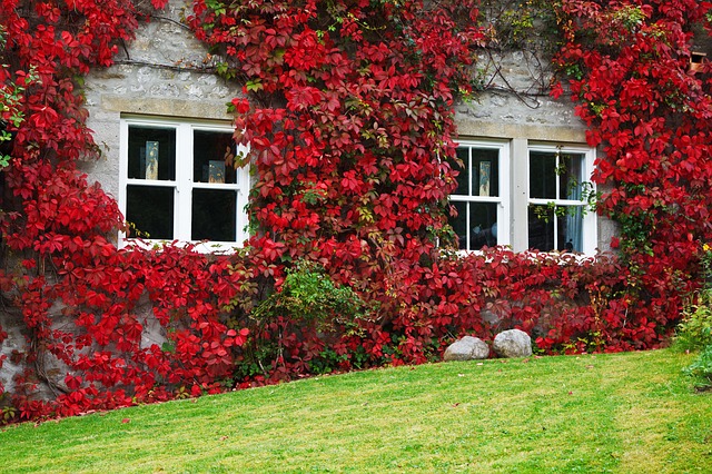¿Qué les pasa a las plantas en otoño?