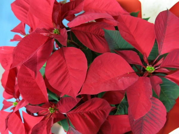 Flor de Pascua, la flor de la Navidad