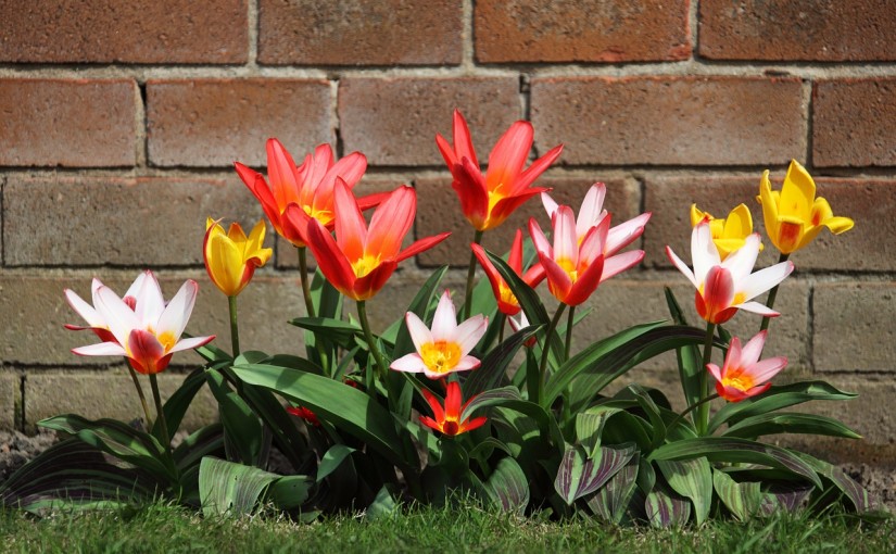 Cómo preparar tus plantas para la llegada de la primavera