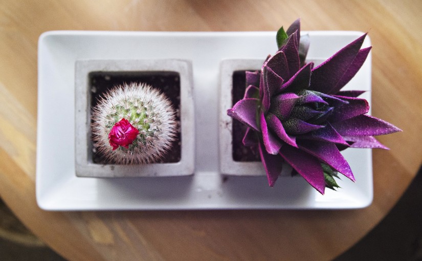 Nuevos estilos en decoración, atrévete con el cactus