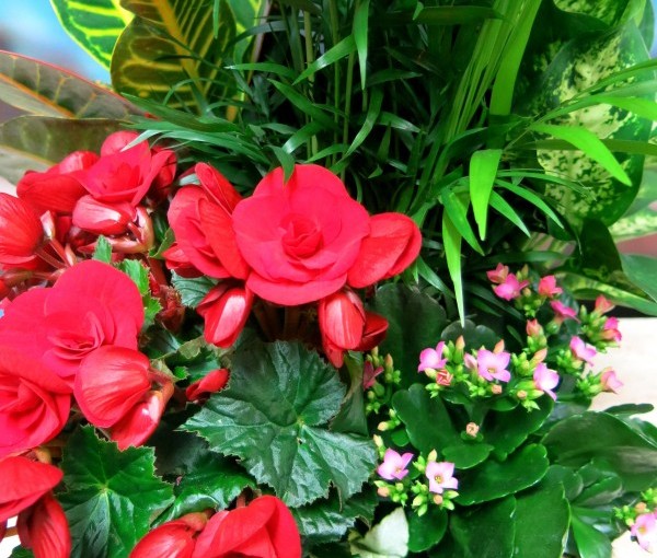 Día del Padre: las mejores plantas para regalar