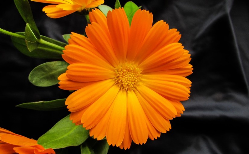 Flores y plantas para terrazas y balcones: las más resistentes al calor