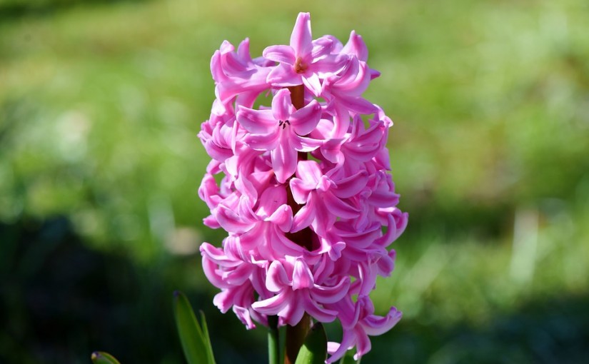 ¿Cuáles son las flores típicas de la primavera?
