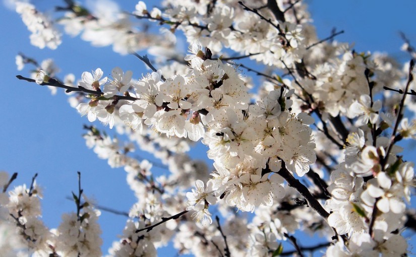 Mayo, el mes de las flores: descubre su origen