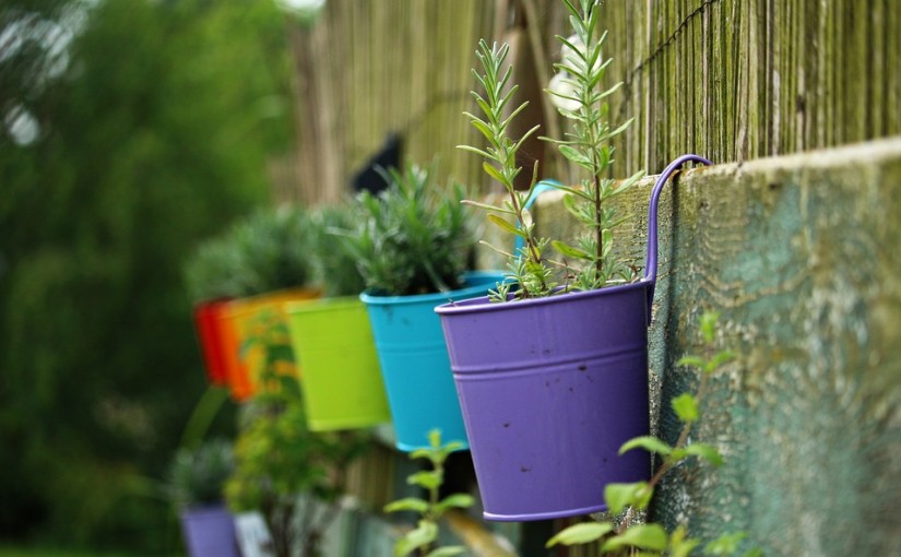 5 cuidados especiales para las plantas en verano