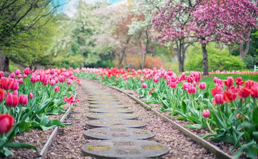6 consejos para un jardín 10