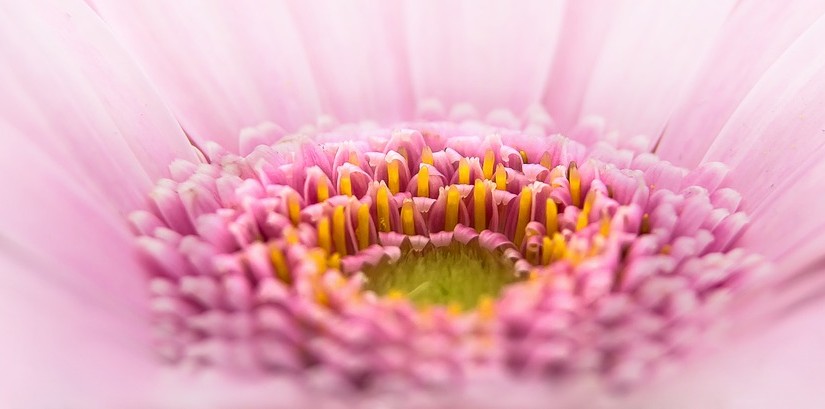 Cómo cuidar una gerbera