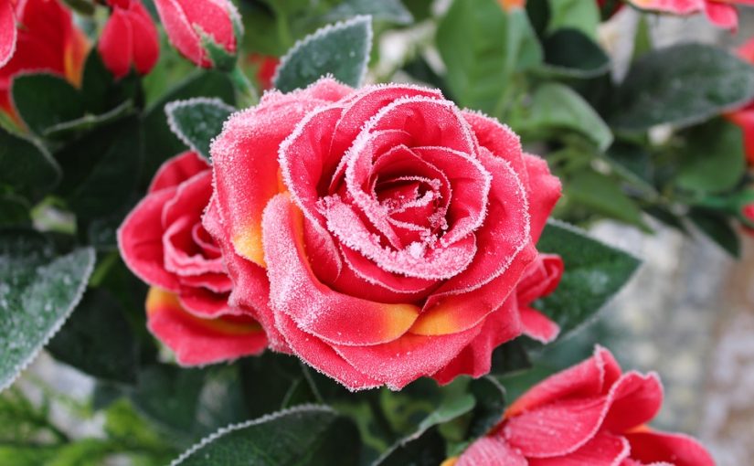 5 cuidados de flores en invierno