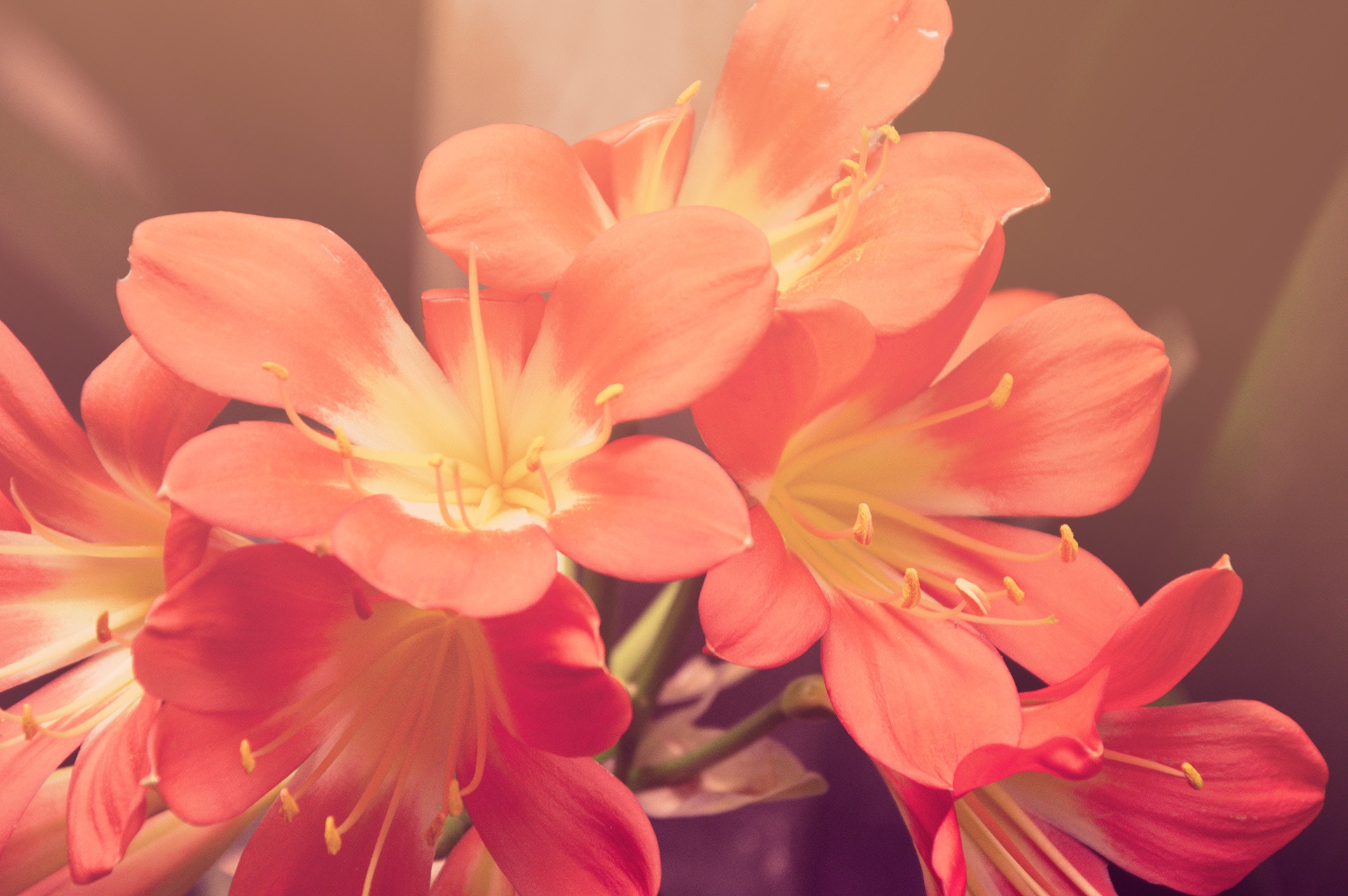 Flores naturales para el Día de la Madre, el regalo ideal